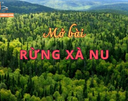 Gợi ý 9+ mẫu mở bài Xà nu giúp gây ấn tượng ngay từ dòng đầu